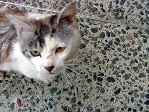 二風谷アイヌ文化博物館で出会った猫